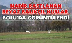 Nadir rastlanan beyaz balıkçıl kuşlar Bolu'da görüntülendi