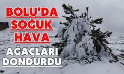Bolu'da soğuk hava ağaçları dondurdu