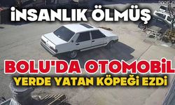 Bolu'da otomobil yolda yatan köpeği ezdi