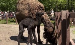 Ormanya'da doğan yavru deve için renkli kutlama