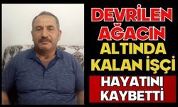 Devrilen ağacın altında kalan işçi hayatını kaybetti