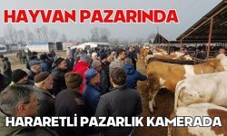 Hayvan pazarında hararetli pazarlık kamerada