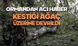 Ormanda kestiği ağaç üzerine düştü