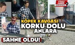 Köpek Kavgası Korku Dolu Anlara Sahne Oldu!