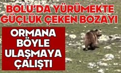 Bolu'da yürümekte güçlük çeken bozayı ormana böyle ulaşmaya çalıştı