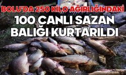 Bolu'da 250 kilo ağırlığındaki 100 canlı sazan balığı kurtarıldı