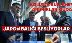 Bolu'da kullanıp arıttıkları suda Japon balığı besliyorlar