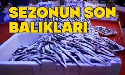 Bolu'da sezonun son balıkları vatandaşla buluşuyor