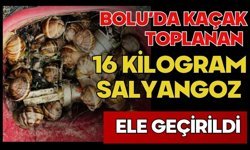 Bolu’da kaçak toplanan 16 kilogram salyangoz ele geçirildi