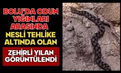Bolu'da odun yığınları arasında nesli tehlike altında olan zehirli yılan görüntülendi