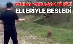 Yanına yaklaşan tilkiyi elleriyle besledi