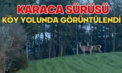 Karaca sürüsü köy yolunda görüntülendi