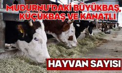 MUDURNU'DAKİ BÜYÜKBAŞ, KÜÇÜKBAŞ VE KANATLI HAYVAN SAYISI