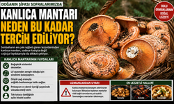 Kanlıca Mantarı Neden Bu Kadar Tercih Ediliyor? İşte Faydaları