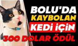 Kaybolan Kedi İçin 300 Dolar Ödül