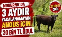 Mudurnu'da 3 Aydır Yakalanamayan Angus İçin 20 Bin TL Ödül