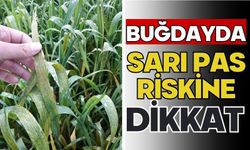 Buğdayda sarı pas riskine dikkat