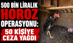 500 bin liralık horoz operasyonu: 50 kişiye ceza yağdı