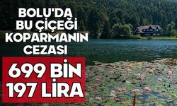 Bolu'da bu çiçeği koparmanın cezası 699 bin 197 lira