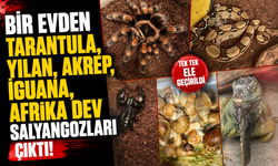 Bir evden tarantula, yılan, akrep, iguana, Afrika dev salyangozları çıktı