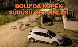 Bolu'da köpek sürüsü gerginliği