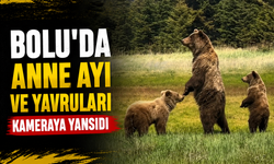 Bolu'da anne ayı ve yavruları kameraya yansıdı