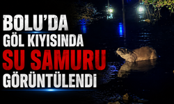 Bolu'da göl kıyısında su samuru görüntülendi