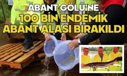 Abant Gölü'ne 100 bin endemik Abant alası bırakıldı