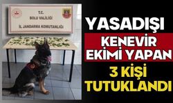 Yasadışı Kenevir Ekimi Yapan 3 Kişi Tutuklandı