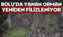 Bolu'da yanan orman yeniden filizleniyor