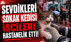 Sevdikleri sokak kedisi işçileri hastanelik etti