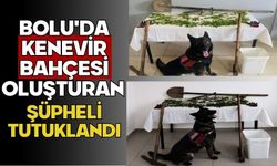 Bolu'da kenevir bahçesi oluşturan şüpheli tutuklandı