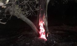 Burhaniye'de ot yangını bekçilerin dikkati sayesinde büyümeden önlendi