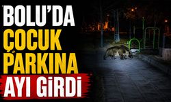 Bolu'da çocuk parkına ayı girdi