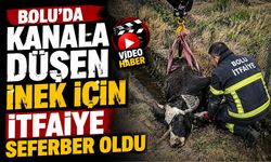 Bolu'da kanala düşen inek için itfaiye seferber oldu