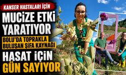 Bolu'da toprakla buluşan şifa kaynağı, hasat için gün sayıyor