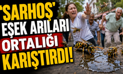 'Sarhoş' eşek arıları ortalığı karıştırdı!