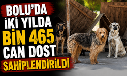 Bolu'da iki yılda bin 465 can dost sahiplendirildi