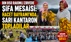 Bin 850 rakımlı zirvede şifa mesaisi: Hacet Bayramı'nda sarı kantaron topladılar