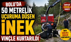 Bolu'da 50 metrelik uçuruma düşen inek vinçle kurtarıldı