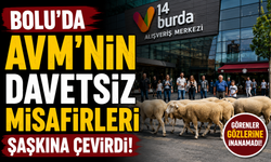 Bolu’da AVM’nin davetsiz misafirleri şaşkına çevirdi!