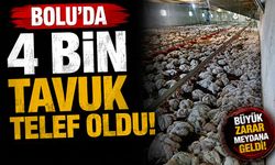 Bolu'da 4 bin tavuk telef oldu