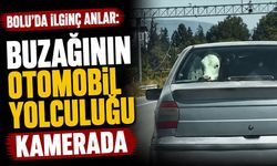Bolu’da ilginç anlar: Buzağının otomobil yolculuğu kamerada