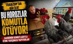 Bu horozlar komutla ötüyor