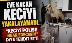Eve kaçan keçiyi yakalayamadı..."Keçiyi polise ihbar edeceğim" diye tehdit etti