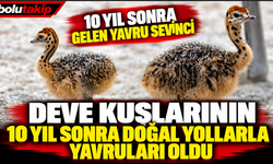 10 yıl sonra gelen yavru sevinci: Deve kuşlarının 10 yıl sonra doğal yollarla yavruları oldu