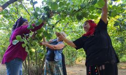 Fındık toplarken fıtık olmayın