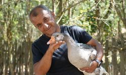 Korona virüs sebebiyle köyüne dönüp kaz çiftliği kurdu, şimdi Kars'a bile kaz gönderiyor