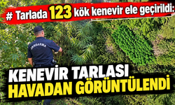 TARLADA 123 KÖK KENEVİR ELE GEÇİRİLDİ