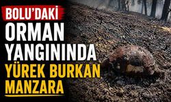 Bolu'daki orman yangınında yürek burkan manzara